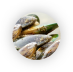 Perna-canaliculus.png Perna-canaliculus.png