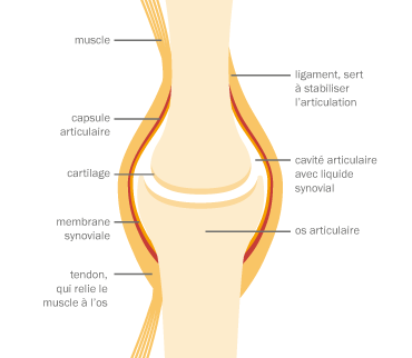 articulation-(4).jpg articulation-(4).jpg