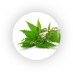 Urtica-urens.png Urtica-urens.png